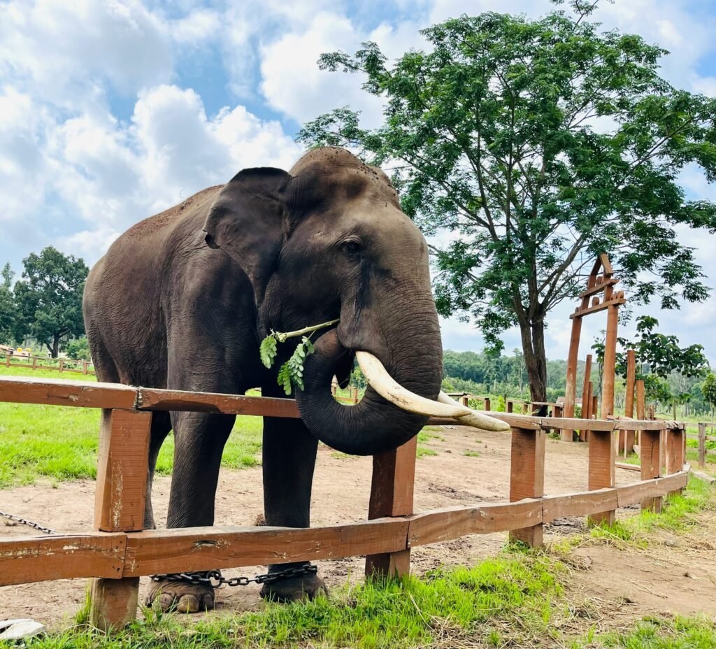 a large elephant standing next to a wooden fence